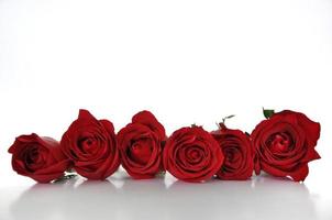 Fresh rose flower on white background for Valentine Day in 14 February of every year. photo