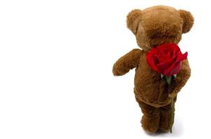 The shy teddy bear holding single red rose want to give for someone on white background for Valentine's day that celebrate in 14 February of every year. photo