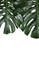 Fresh green Monstera deliciosa or Swiss Cheese plant or Hurricane Plant leaves isolated on white color background photo