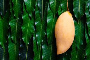 Ripe yellow Thailand barracuda mango on its leaves background. photo