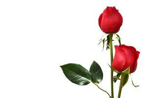 Fresh rose flower on white background for Valentine Day in 14 February of every year. photo