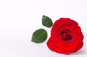 Fresh rose flower on white background for Valentine Day in 14 February of every year. photo