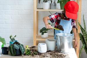 Girl transplants a potted houseplant philodendron into a new soil with drainage. Potted plant care, watering, fertilizing, hand sprinkle the mixture with a scoop and tamp it in a pot. photo