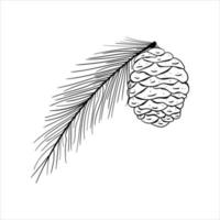 Hand Drawn Coniferous Tree Branch With Pine Cone On A White Background vector