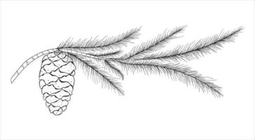 Hand Drawn Coniferous Tree Branch With Pine Cone On A White Background vector