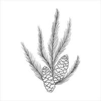 Hand Drawn Coniferous Tree Branch With Two Pine  Cones On A White Background vector
