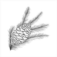 Hand Drawn Coniferous Tree Branch With Pine Cone On A White Background vector