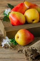 Ripe pears fruit. Harvested organic pear in wooden crate. Autumn harvest. photo