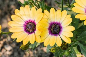 Dimorphotheca ecklonis or Osteospermum or Yellow African Daisy in full bloom photo