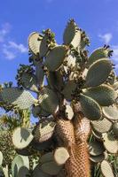 Cactus Opuntia view photo