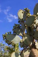 Cactus Opuntia view photo