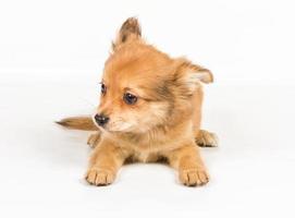 chihuahua puppy view photo