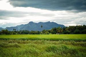 Green rice field with mountain background under cloudy sky after rain in rainy season, panoramic view rice . photo