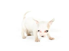 chihuahua puppy view photo