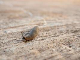 The snail was moving slowly forward on the road. photo