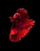 Red siamese fighting fish photo