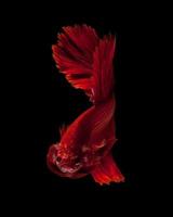 Red siamese fighting fish photo