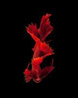 Red siamese fighting fish photo