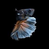 Betta fish isolated on black background photo