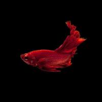 Capture the moving moment of red siamese fighting fish isolated on black background. Dumbo betta fish photo