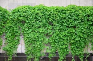 Green ivy grows along the beige wall of painted tiles. Texture of dense thickets of wild ivy photo