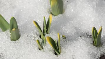 Time Lapse shot of melting snow unveiling narcissus sprout video