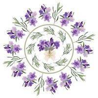 establecer marcos festivos y elementos con flores de lavanda para tarjetas de felicitación. ilustración botánica. vector