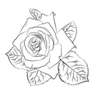 Beautiful hand drawn sketch rose, isolated black contour on white background. Botanical silhouette of flower vector