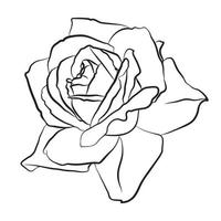 hermoso boceto dibujado a mano rosa, contorno negro aislado sobre fondo blanco. silueta botánica de la flor vector