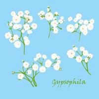 conjunto de rama hermosa gypsophila blanca dibujada a mano, sobre fondo azul vector