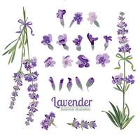 Set Lavender flowers elements. Botanical illustration. vector