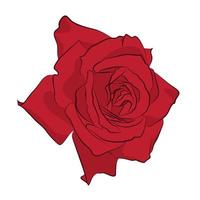 Beautiful red rose, isolated on white background. Botanical silhouette of flower. Flat stylization color vector