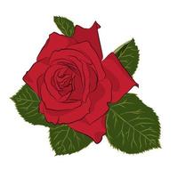 Beautiful red rose, isolated on white background. Botanical silhouette of flower. Flat stylization color vector