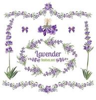 establecer marcos festivos y elementos con flores de lavanda para tarjetas de felicitación. ilustración botánica. vector