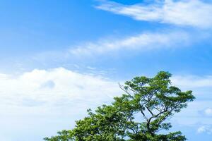 árbol verde en el cielo azul con fondo de nubes y espacio de copia foto