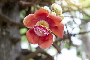 Cannonball flower or Couroupita guianensis in the garden with sunlight on blur nature background. photo