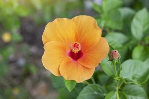 Orange hibiscus flower, chinese rose or chaba flower bloom and bud on blur nature background. photo