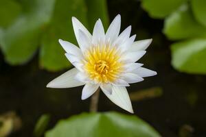 White lotus or water lily flower blooming in the pond on blur nature background.