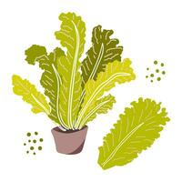 Leaves of lettuce in a pot. Healthy vegetable. Vector illustration