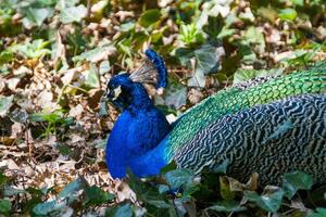 beautiful peacock view photo