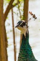 beautiful peacock view photo