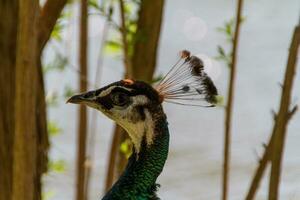 beautiful peacock view photo