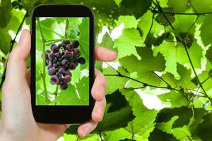 racimo de uvas rojas en el teléfono inteligente foto