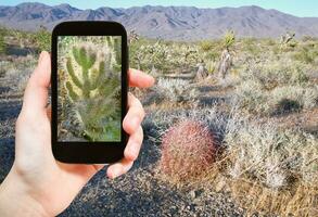 tourist shooting photo of cactus in Mojave Desert