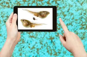 estudios naturalistas renacuajos de rana en piscina de agua foto