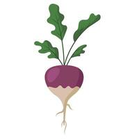 beetroot root vegetable agriculture farm product veggies vector