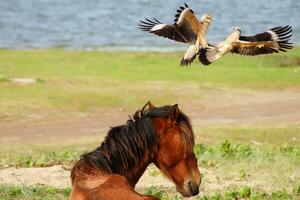 Yellow-headed caracara fighting over a horse in Grussai Beach, State of Rio de Janeiro, Brazil photo