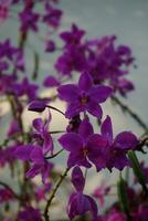 la orquídea de la tierra morada en flor foto