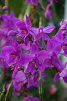 la orquídea de la tierra morada en flor foto