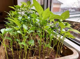 seedlings of bell pepper in a pot on the windowsill. growing vegetables at home. photo